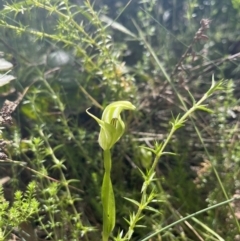 Pterostylis monticola at Cotter River, ACT - 13 Jan 2023