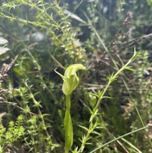 Pterostylis monticola at Cotter River, ACT - 13 Jan 2023