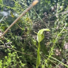 Pterostylis monticola at Cotter River, ACT - 13 Jan 2023