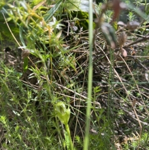 Pterostylis monticola at Cotter River, ACT - 13 Jan 2023