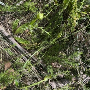 Pterostylis monticola at Cotter River, ACT - 13 Jan 2023