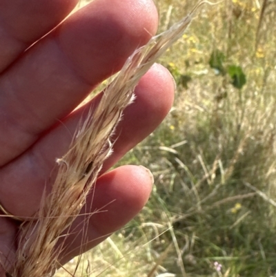 Austrostipa densiflora (Foxtail Speargrass) at Aranda Bushland - 14 Jan 2023 by lbradley