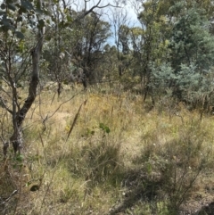 Austrostipa densiflora at Yarralumla, ACT - 14 Jan 2023 04:12 PM