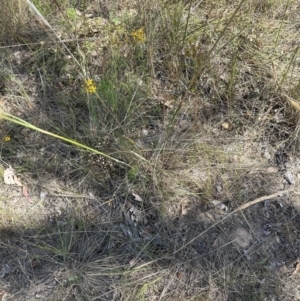 Austrostipa densiflora at Yarralumla, ACT - 14 Jan 2023 04:12 PM