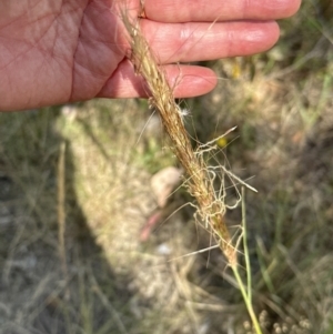 Austrostipa densiflora at Yarralumla, ACT - 14 Jan 2023 04:12 PM