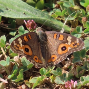 Junonia villida at Greenway, ACT - 14 Jan 2023 09:04 AM