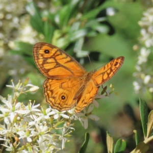 Geitoneura acantha at Greenway, ACT - 14 Jan 2023