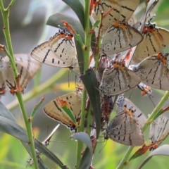 Jalmenus evagoras (Imperial Hairstreak) at Urambi Hills - 13 Jan 2023 by MatthewFrawley