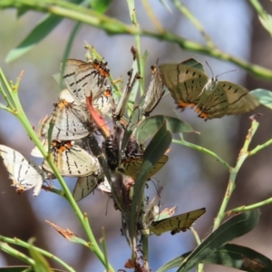 Jalmenus evagoras at Greenway, ACT - 14 Jan 2023