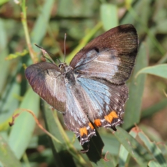 Jalmenus evagoras (Imperial Hairstreak) at Urambi Hills - 13 Jan 2023 by MatthewFrawley