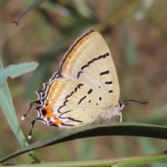 Jalmenus evagoras at Greenway, ACT - 14 Jan 2023 09:32 AM