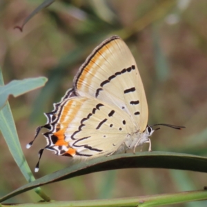 Jalmenus evagoras at Greenway, ACT - 14 Jan 2023 09:32 AM