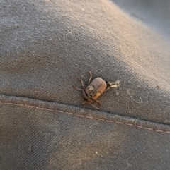 Cadmus (Cadmus) crucicollis (Leaf beetle) at Namadgi National Park - 14 Jan 2023 by MattM