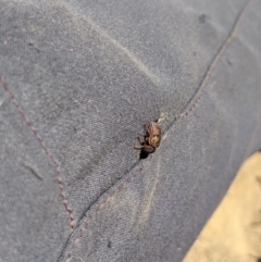 Cadmus (Cadmus) crucicollis at Mount Clear, ACT - 14 Jan 2023 11:48 AM