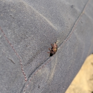 Cadmus (Cadmus) crucicollis at Mount Clear, ACT - 14 Jan 2023 11:48 AM