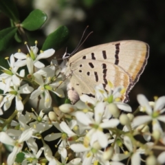 Jalmenus evagoras (Imperial Hairstreak) at Greenway, ACT - 13 Jan 2023 by MatthewFrawley