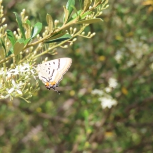 Jalmenus evagoras at Greenway, ACT - 14 Jan 2023 09:18 AM