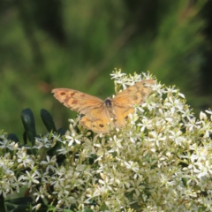 Heteronympha merope (Common Brown Butterfly) at Greenway, ACT - 13 Jan 2023 by MatthewFrawley