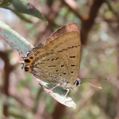 Jalmenus ictinus (Stencilled Hairstreak) at Greenway, ACT - 13 Jan 2023 by MatthewFrawley