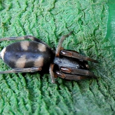 Lampona cylindrata (White-tailed Spider) at Crooked Corner, NSW - 14 Jan 2023 by Milly