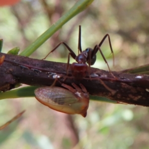 Sextius virescens at Greenway, ACT - 14 Jan 2023 09:50 AM