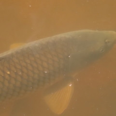 Cyprinus carpio (Common Carp) at Greenway, ACT - 13 Jan 2023 by MatthewFrawley