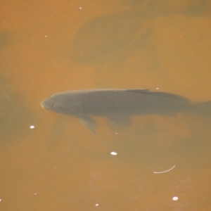 Cyprinus carpio at Greenway, ACT - 14 Jan 2023