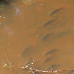 Cyprinus carpio at Greenway, ACT - 14 Jan 2023