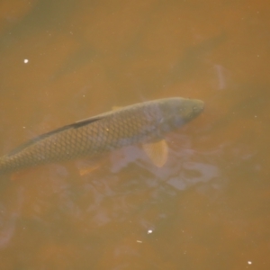 Cyprinus carpio at Greenway, ACT - 14 Jan 2023