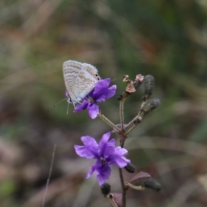 Lampides boeticus at Alpine, NSW - 17 Oct 2022 12:52 PM