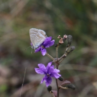 Lampides boeticus (Long-tailed Pea-blue) at Upper Nepean - 17 Oct 2022 by JanHartog