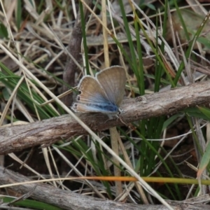 Lampides boeticus at Alpine, NSW - 17 Oct 2022 12:52 PM