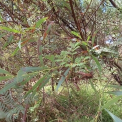 Acacia rubida (Red-stemmed Wattle, Red-leaved Wattle) at Greenway, ACT - 13 Jan 2023 by MatthewFrawley