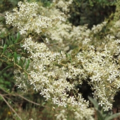 Bursaria spinosa (Native Blackthorn, Sweet Bursaria) at Greenway, ACT - 13 Jan 2023 by MatthewFrawley