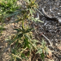 Xanthium spinosum (Bathurst Burr) at Aranda, ACT - 13 Jan 2023 by KMcCue