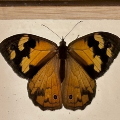 Heteronympha merope (Common Brown Butterfly) at GG182 - 12 Jan 2023 by KMcCue