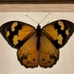 Heteronympha merope (Common Brown Butterfly) at Aranda, ACT - 12 Jan 2023 by KMcCue