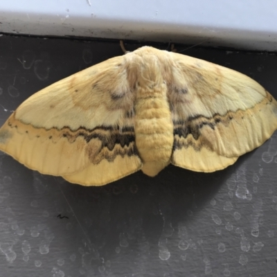 Anthela varia (Hairy Mary) at Belconnen, ACT - 13 Jan 2023 by DavidCoombe