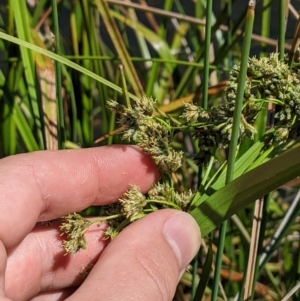 Scirpus polystachyus at Mount Clear, ACT - 14 Jan 2023