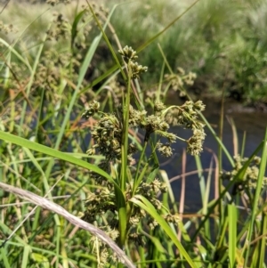 Scirpus polystachyus at Mount Clear, ACT - 14 Jan 2023