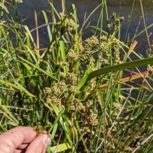 Scirpus polystachyus at Mount Clear, ACT - 14 Jan 2023 11:27 AM