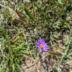 Calotis scabiosifolia var. integrifolia (Rough Burr-daisy) at Mount Clear, ACT - 14 Jan 2023 by MattM