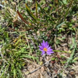 Calotis scabiosifolia var. integrifolia at Mount Clear, ACT - 14 Jan 2023