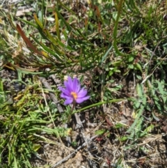 Calotis scabiosifolia var. integrifolia at Mount Clear, ACT - 14 Jan 2023