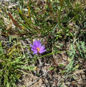 Calotis scabiosifolia var. integrifolia at Mount Clear, ACT - 14 Jan 2023