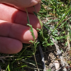 Calotis scabiosifolia var. integrifolia at Mount Clear, ACT - 14 Jan 2023 11:37 AM