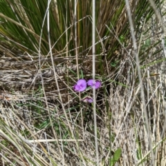 Swainsona behriana (Behr's Swainson-Pea) at Mount Clear, ACT - 14 Jan 2023 by MattM
