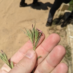 Dianthus armeria at Mount Clear, ACT - 14 Jan 2023