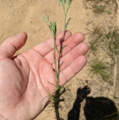 Dianthus armeria at Mount Clear, ACT - 14 Jan 2023