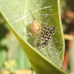 Oechalia schellenbergii (Spined Predatory Shield Bug) at Lions Youth Haven - Westwood Farm A.C.T. - 9 Jan 2023 by HelenCross